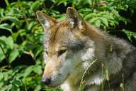 wolf-predator-pack-animal-1482481.jpg