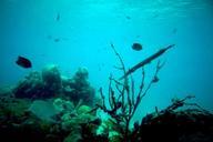 Coral reef underwarer photo.jpg