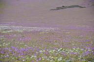 hills-flowering-desert-flowers-960136.jpg