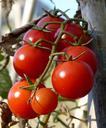 tomatoes-vine-tomatoes-ecological-948755.jpg