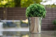 flowerpot-garden-garden-plant-plant-898778.jpg