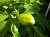 pepper-orchard-plant-food-505603.jpg