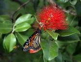 monarch-butterfly-danaus-plexippus-566673.jpg