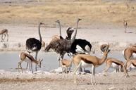 ostrich-birds-flightless-bird-63352.jpg