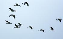 flock-of-birds-swarm-migratory-birds-508039.jpg