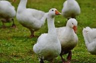 geese-white-cute-plumage-animal-985180.jpg