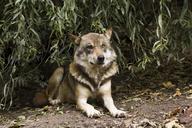 wolf-canis-lupus-european-wolf-1384942.jpg