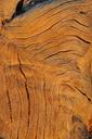 wood-grain-structure-pattern-bark-1222055.jpg