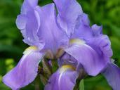 lily-iris-flower-purple-plant-500075.jpg