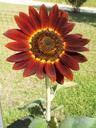 red-sunflower-red-sunflower-spring-650521.jpg