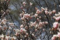 magnolia-tree-flowers-spring-nature-1347957.jpg