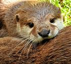 otter-otter-baby-otter-baby-nature-1438378.jpg