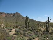 desert-cactus-nature-landscape-dry-417039.jpg