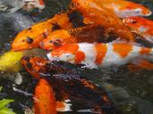 aquarium-fish-colored-carp-koi-fish-1447283.jpg