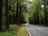 road-forest-highway-street-nature-572933.jpg