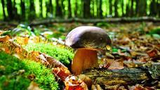 mushroom-porcini-mushrooms-autumn-620881.jpg