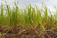 agriculture-sugar-cane-crop-farming-70956.jpg