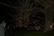 path-with-christmas-lights-Longwood-Gardens.jpg