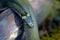 grass-snake-snakes-1646079.jpg