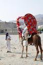 camel-animal-face-desert-travel-67212.jpg