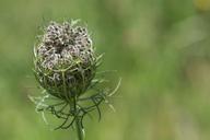 wild-carrot-plant-grassland-plants-1607345.jpg