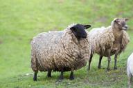 sheep-wool-fur-livestock-flock-533535.jpg