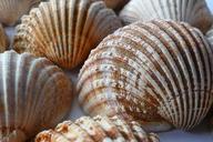 sea-shell-clam-ocean-sea-shells-1162806.jpg