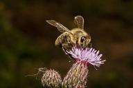 bee-honey-honey-bee-flower-nectar-546294.jpg