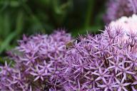 purple-flowers-flower-purple-359839.jpg