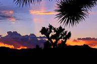 joshua-trees-sunset-landscape-1574652.jpg