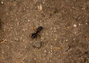 ant-insect-black-crawling-small-390951.jpg