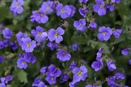 blue-pillow-flowers-purple-302421.jpg