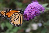 monarch-butterfly-pollinator-1058974.jpg