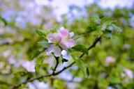 apple-tree-spring-orchard-blossom-1406776.jpg