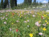 wildflowers-mountain-trophy-british-13724.jpg