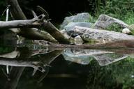 otter-water-holiday-france-526828.jpg