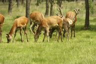 deer-nature-wild-animals-597672.jpg