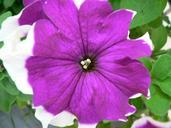 Purple and white flower in the grass.jpg