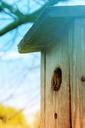 bird-birdhouse-summer-spring-1527207.jpg