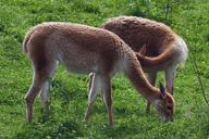 red-deer-deer-forest-meadow-graze-579976.jpg