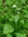 garlic-mustard-blossom-bloom-white-115313.jpg