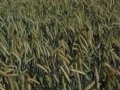 barley-barley-field-cereals-field-592521.jpg