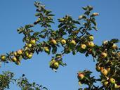 apple-apple-tree-fruit-frisch-693993.jpg