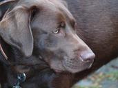 labrador-dog-pet-dark-brown-head-391129.jpg