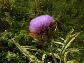 artichoke-flower-violet-plant-1674836.jpg