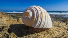 shell-beach-sea-summer-nature-1599127.jpg