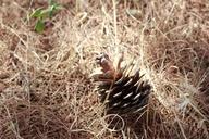 cone-tree-nature-pine-rustic-1159855.jpg