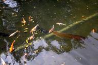 Koi_pond.jpg