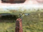 dragonfly-blue-dragonfly-1509305.jpg