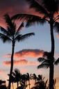 palm-tree-palm-palms-sunset-347020.jpg